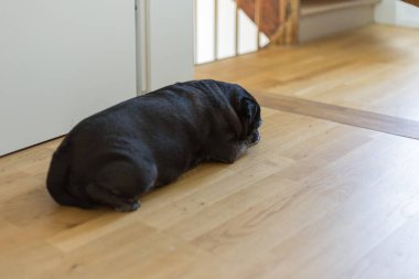 sıcak bir Ağustos gününde Güney Almanya'da uyku adelheid adında pug mops