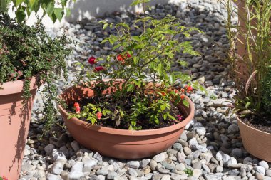 kırsal kırsal ev cephe Güney Almanya yaz mavi gökyüzü gün bahçe dekorasyon ile