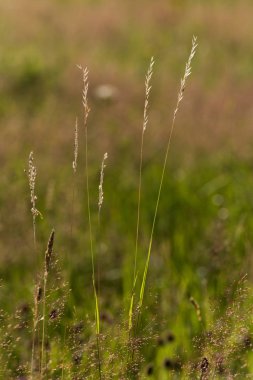 Haziran ayında Güney Almanya çok güneşli bir günde gül ve pembe mor colord çim alan Mısır arka planda önce ayrıntılı görmek