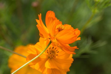 Sen görmek detayları ve yazlık ülke çiftlik evinin Bahçe ambiyans çiçeklenir renkleri harika turuncu kırmızı ve pembe ve mavi renkler ile Haziran ayında Güney Almanya çok güneşli bir günde