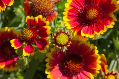 Sen görmek detayları ve çiftlik evinin Bahçe ambiente yazlık ülke çiçek renkleri harika turuncu kırmızı ve pembe ve mavi renkler ile Haziran ayında Güney Almanya çok güneşli bir günde