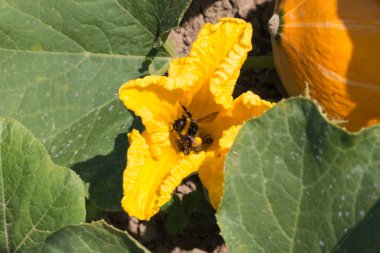 Haziran ayında Güney Almanya çok güneşli bir günde ayrıntıları ve sebze ve salata gibi yeşil bitkilerin renkleri görmek