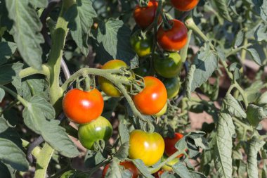 Haziran ayında Güney Almanya çok güneşli bir günde ayrıntıları ve sebze ve salata gibi yeşil bitkilerin renkleri görmek