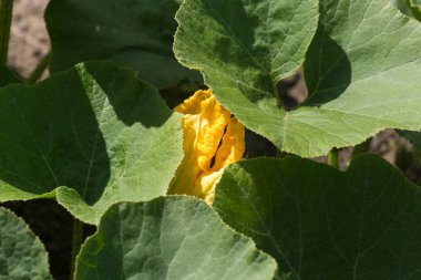 yakın bir yazlık bahçesinde meyve bitkiler güneşli bir Temmuz gününde Güney Almanya Münih şehri yakınlarında ve stuttgart bakmak