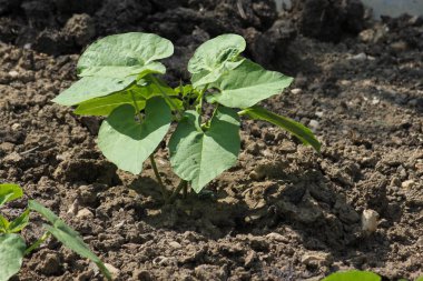 Haziran ayında Güney Almanya çok güneşli bir günde salata ve kırsal kesimde açık kahverengi dünya üzerindeki çiçekler gibi yeşil bitkiler görmek