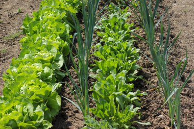 Haziran ayında Güney Almanya çok güneşli bir günde salata ve kırsal kesimde açık kahverengi dünya üzerindeki çiçekler gibi yeşil bitkiler görmek