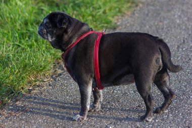 bir yol üzerinde yeşil city stuttgart yakınındaki Güney Alman kırsal alana yanında güneşli Eylül akşam walk, adlandırılmış adelheid siyah renk pug mops