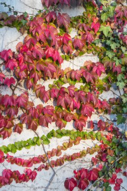 Ivy sonbahar yaprakları Güney Almanya'nın tarihi şehir içinde beton duvara Ekim ayında sonbahar sezonu akşam güneş parlıyor