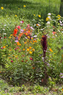 Sen görmek detayları ve yazlık ülke çiftlik evinin Bahçe ambiyans çiçeklenir renkleri harika turuncu kırmızı ve pembe ve mavi renkler ile Haziran ayında Güney Almanya çok güneşli bir günde