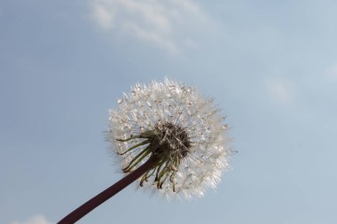 Karahindiba mavi gökyüzü ve Münih ve stuttgart yakınındaki güney Almanya ortamındaki sıcak güneşin altında Kasım sonbahar çimleri içinde