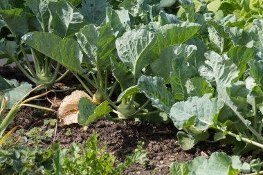 Güney Almanya Münih şehri yakınlarında ve stuttgart Temmuz güneşli bir bir yazlık bahçesinde meyve bitkiler