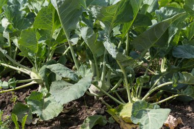 yakın bir yazlık bahçesinde meyve bitkiler güneşli bir Temmuz gününde Güney Almanya Münih şehri yakınlarında ve stuttgart bakmak