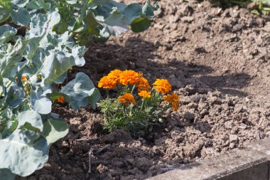yakın bir yazlık bahçesinde meyve bitkiler güneşli bir Temmuz gününde Güney Almanya Münih şehri yakınlarında ve stuttgart bakmak