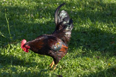 Güney Almanya'da Temmuz ayında çok güneşli bir günde tavuk erkek ve dişi yeşil ot ve çalılar arkasında koşturup siyah ve kahverengi ve gri renkte görmek