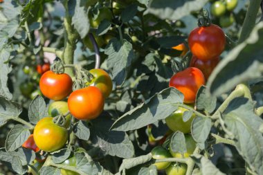 Haziran ayında Güney Almanya çok güneşli bir günde ayrıntıları ve sebze ve salata gibi yeşil bitkilerin renkleri görmek