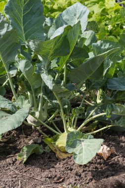 yakın bir yazlık bahçesinde meyve bitkiler güneşli bir Temmuz gününde Güney Almanya Münih şehri yakınlarında ve stuttgart bakmak