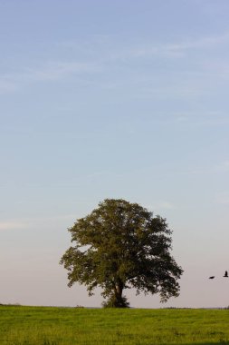 spetember Güney Almanya'da akşam gün seni görmek daima koyu Başlarken gökyüzünde sıcak atmosferi ile yeşil ağaç sundwon sonra