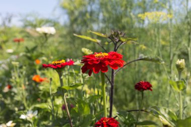Sen görmek detayları ve yazlık ülke çiftlik evinin Bahçe ambiyans çiçeklenir renkleri harika turuncu kırmızı ve pembe ve mavi renkler ile Haziran ayında Güney Almanya çok güneşli bir günde