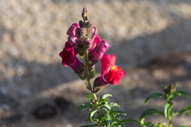 Sen görmek detayları ve çiftlik evinin Bahçe ambiente yazlık ülke çiçek renkleri harika turuncu kırmızı ve pembe ve mavi renkler ile Haziran ayında Güney Almanya çok güneşli bir günde