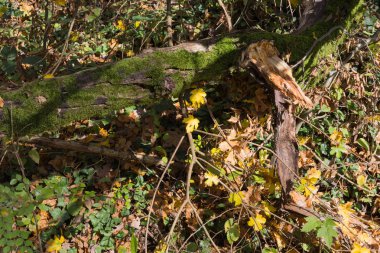 bitkilerin yaprak ve meyveleri sonbahar renkleri güzel güneşli bir Münih ve stuttgart yakınlarındaki Güney Almanya kırsal alanda mavi gökyüzü ile