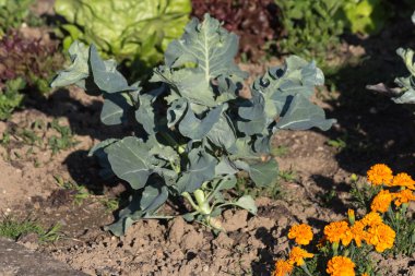 Haziran ayında Güney Almanya çok güneşli bir günde ayrıntıları ve salata mor lahana soğan ve daha fazlası gibi yeşil bitkilerin renkleri görmek