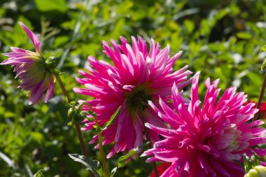 çok güneşli Güney Almanya'da Temmuzda çiğ sarı turuncu kırmızı zemin üzerine aşırı renkli çiçeklere bakın