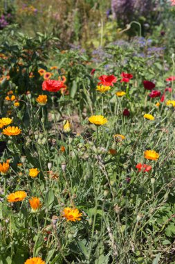 Sen görmek detayları ve yazlık ülke çiftlik evinin Bahçe ambiyans çiçeklenir renkleri harika turuncu kırmızı ve pembe ve mavi renkler ile Haziran ayında Güney Almanya çok güneşli bir günde