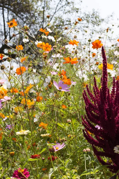 Широкий Угол Взгляда Красочные Цветы Юге Германии Сельской Местности Солнечный — стоковое фото