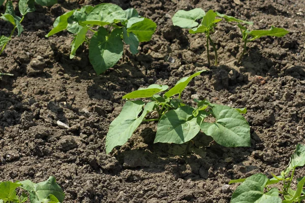 Een Zeer Zonnige Dag Juni Zuid Duitsland Zie Groene Planten — Stockfoto