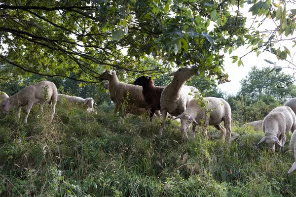 在德国南部靠近斯图加特的8月夏季 你会看到羊 那里有新鲜的绿草和一些有羊吃树叶的树 — 图库照片