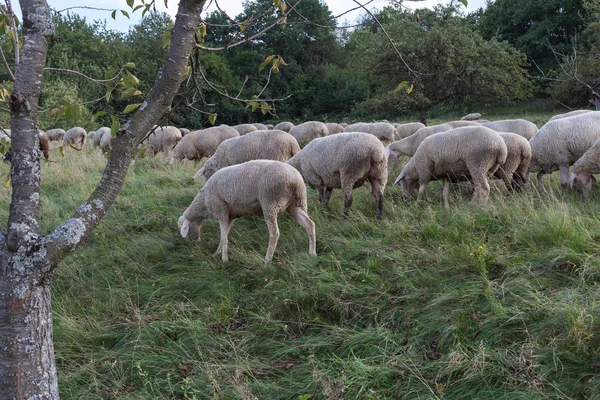 Vous Voyez Des Moutons Heure Été Août Allemagne Sud Près — Photo