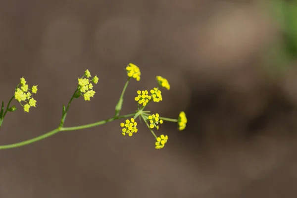 Les Couleurs Fortes Fleur Floraison Chaque Fleur Font Différence Distincte — Photo