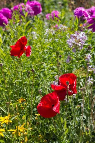 on a very sunny day in july in south germany you see details and colors of cottage country flowers in garden ambiance of farmhouse with red and pink and blue color of southern sky