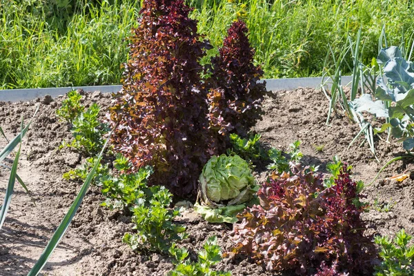 vegetable plants on a cottage garden on a sunny july day in south germany near city of munich and stuttgart