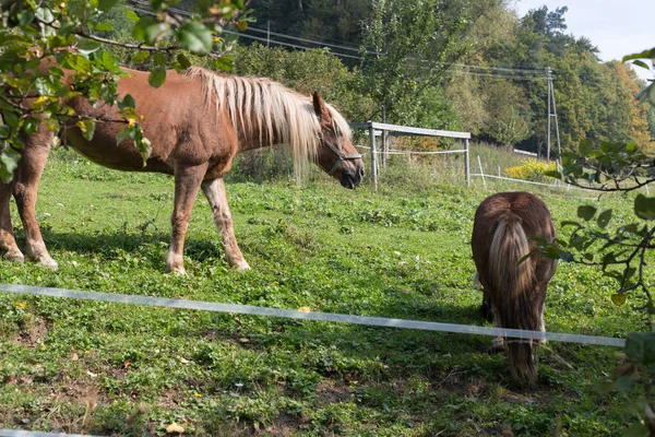 Madre Caballo Con Potro Día Verano Septiembre Cerca Stuttgart Sur —  Fotos de Stock