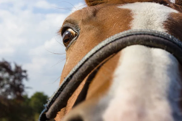 Haflinger Lovak Zöld Mező Dél Németországban Szeptember Napsütéses Napon Vidéki — Stock Fotó