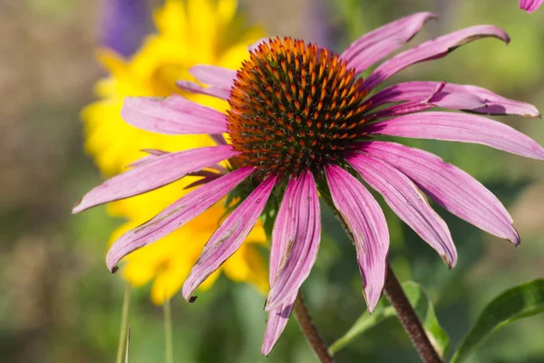 Día Muy Soleado Julio Sur Alemania Ven Flores Colores Extremos — Foto de Stock