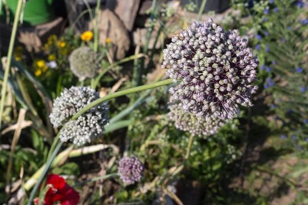 Dia Muito Ensolarado Julho Alemanha Sul Você Detalhes Cores Flores — Fotografia de Stock