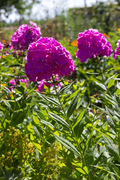 Día Muy Soleado Junio Sur Alemania Ven Detalles Colores Las —  Fotos de Stock