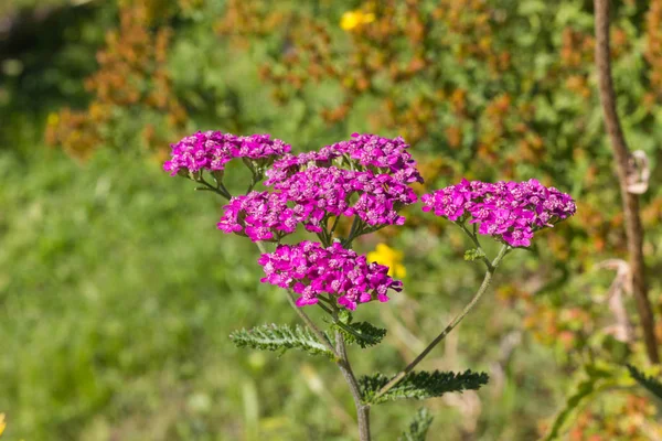 Very Sunny Day June South Germany You See Details Colors — Stock Photo, Image