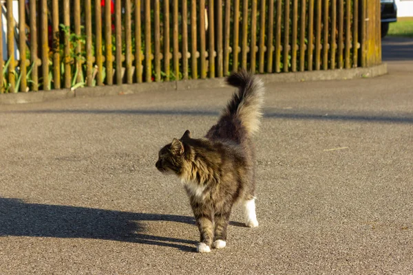 Gatto Marrone Prima Fattoria Nel Pomeriggio Estivo Nel Sud Della — Foto Stock