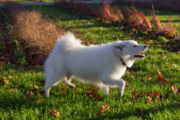 Schwarzer Mops Und Weißer Freundehund Amüsieren Sich Novemberabend Rokoko Park — Stockfoto