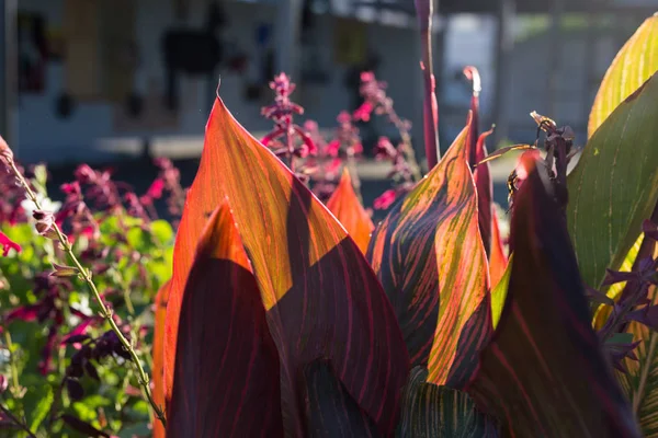 çiçekler ve ağaçlar şehirde Güney Almanya stuttgart yakınındaki yaz ay Ağustos, sabah güneş bir şehir park