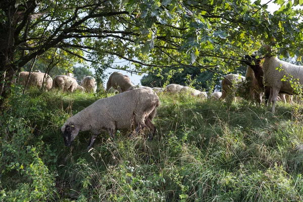 Ves Ovejas Agosto Hora Verano Sur Alemania Cerca Tartamudez Con —  Fotos de Stock