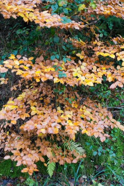Mglisty Jesienny Drzew Liści Południe Niemiecki Wiejski Zielony Trawnik Inidan — Zdjęcie stockowe