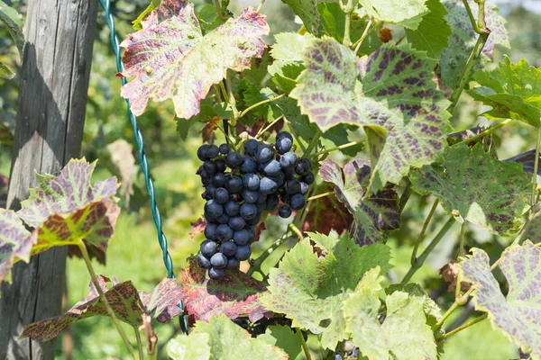 Aromatique Hroznů Jižní Německé Chaty Nedaleko Stuttgartu Koncem Měsíce Srpna — Stock fotografie