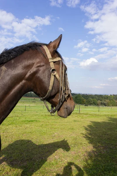 Cavallo Bruno Recinto Con Prato Verde Cielo Blu Nel Sud — Foto Stock