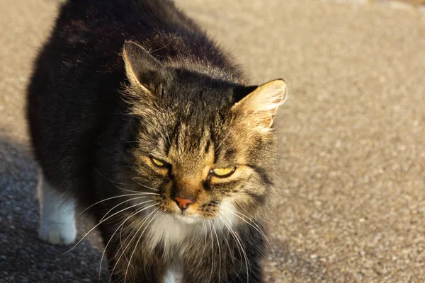 Gatto Marrone Prima Fattoria Nel Pomeriggio Estivo Nel Sud Della — Foto Stock