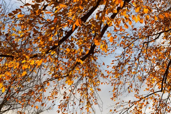 Восени Захід Сонця Колір Дерев Гілок Південної Німеччина Сільській Місцевості — стокове фото