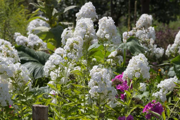 Sen görmek detayları ve yazlık ülke çiftlik evinin Bahçe ambiyans çiçeklenir renkleri harika turuncu kırmızı ve pembe ve mavi renkler ile Haziran ayında Güney Almanya çok güneşli bir günde